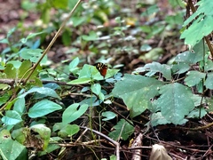 Mechanitis polymnia isthmia