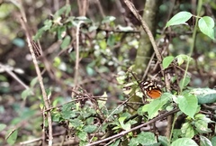 Mechanitis polymnia isthmia