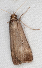 Tathorhynchus fallax