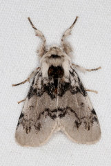 Iropoca rotundata