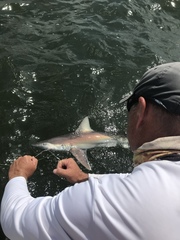 Carcharhinus acronotus