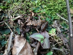 Craugastor berkenbuschii