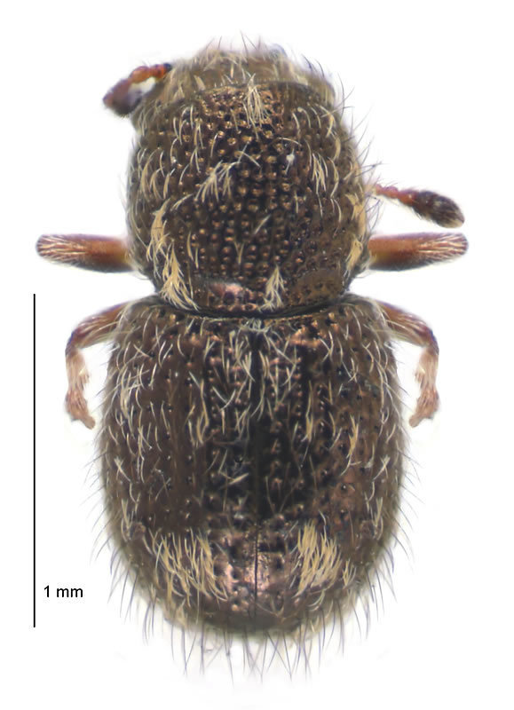 Dasyanthribus