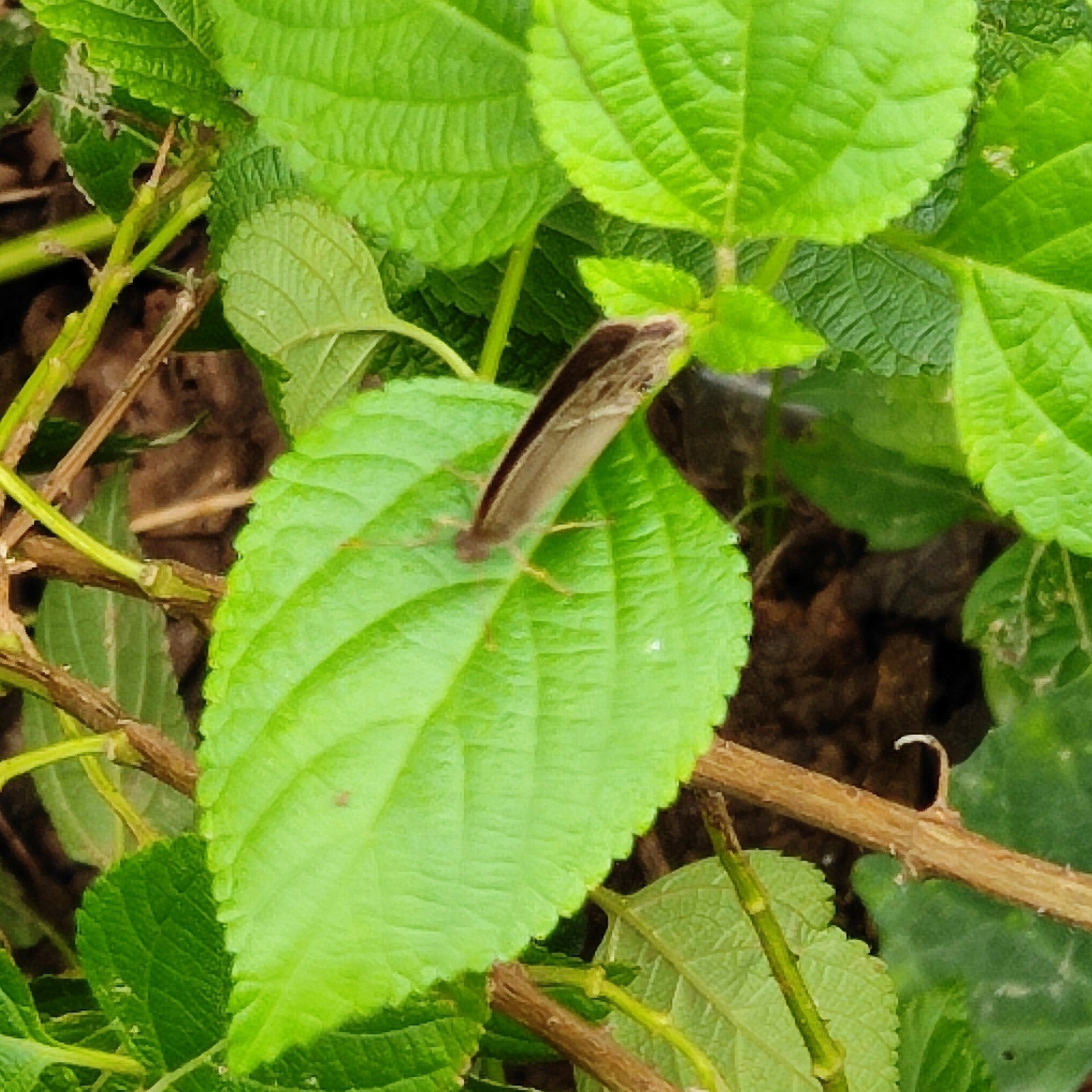Dark-Branded Bushbrown