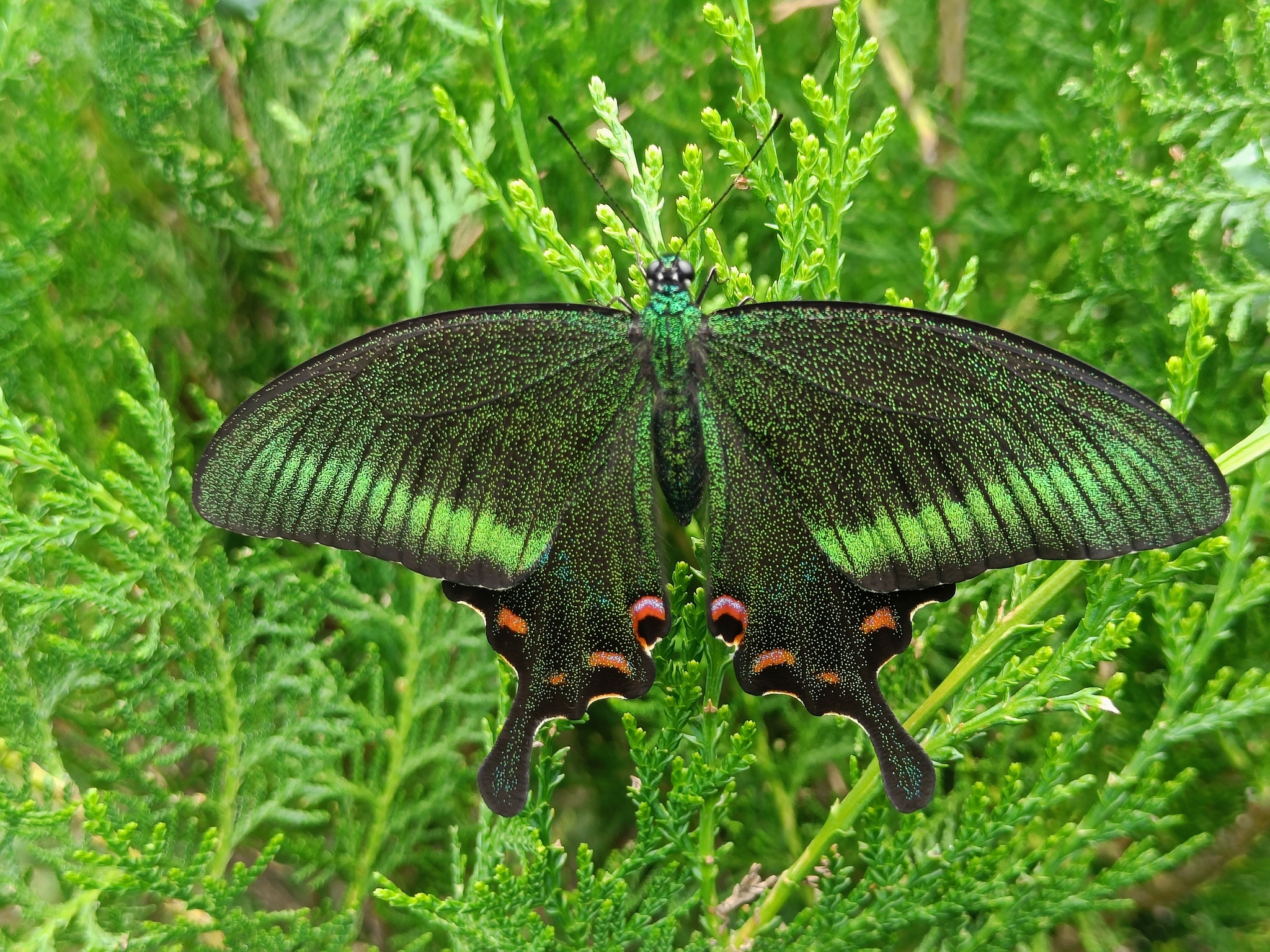 Common Peacock