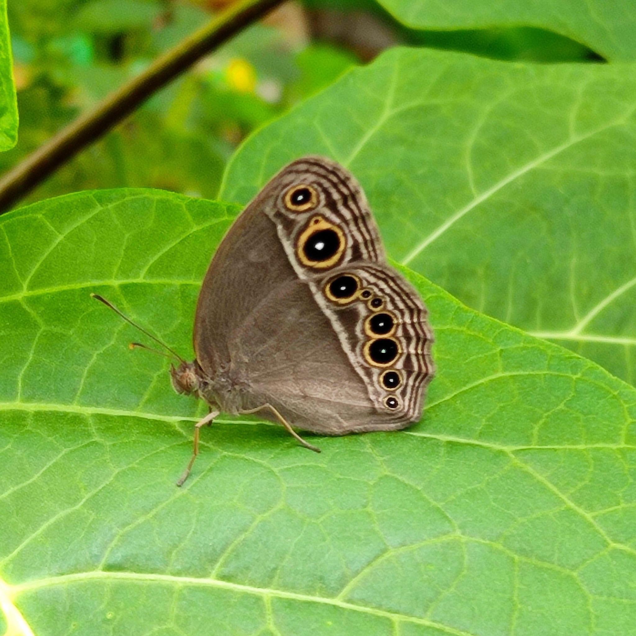 Dark-Branded Bushbrown