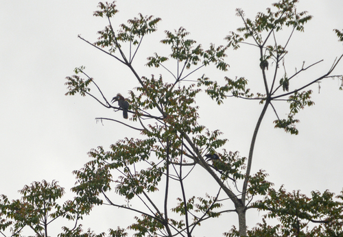 Black-casqued Hornbill