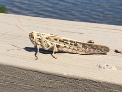 Schistocerca americana