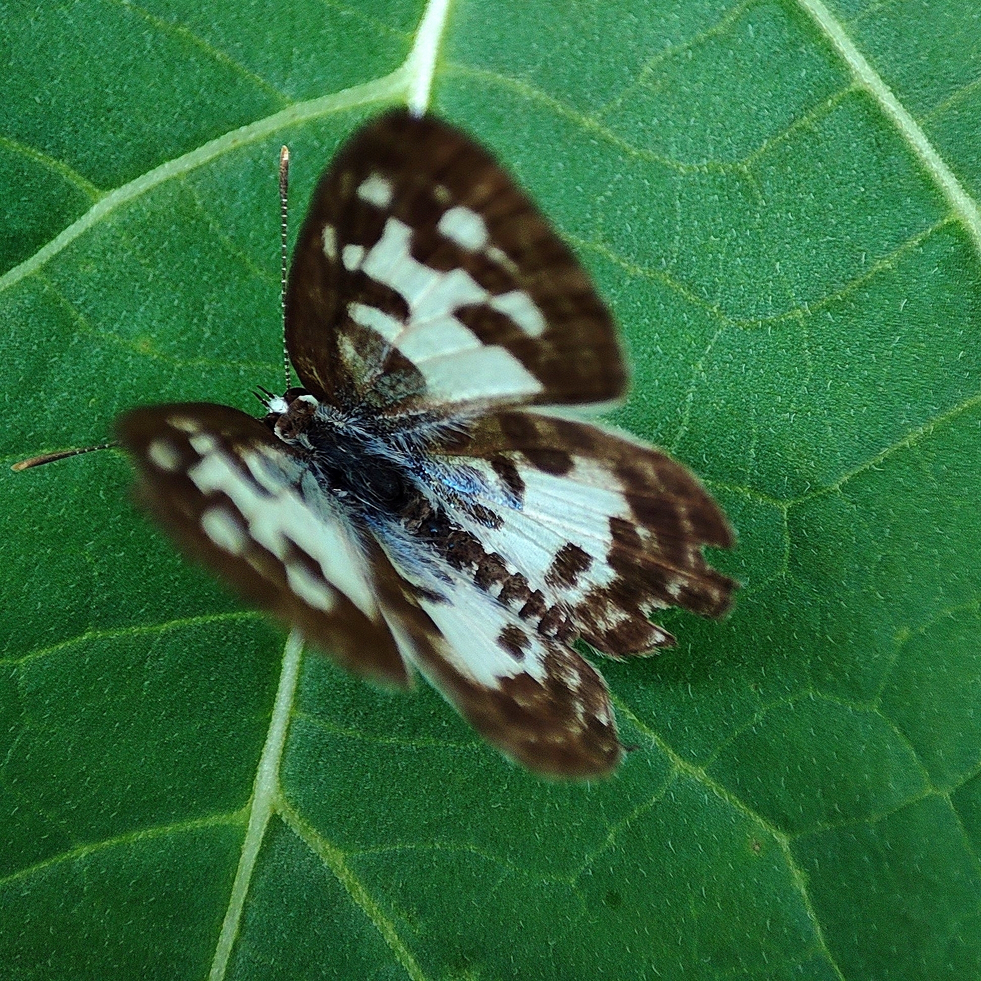 Common Pierrot