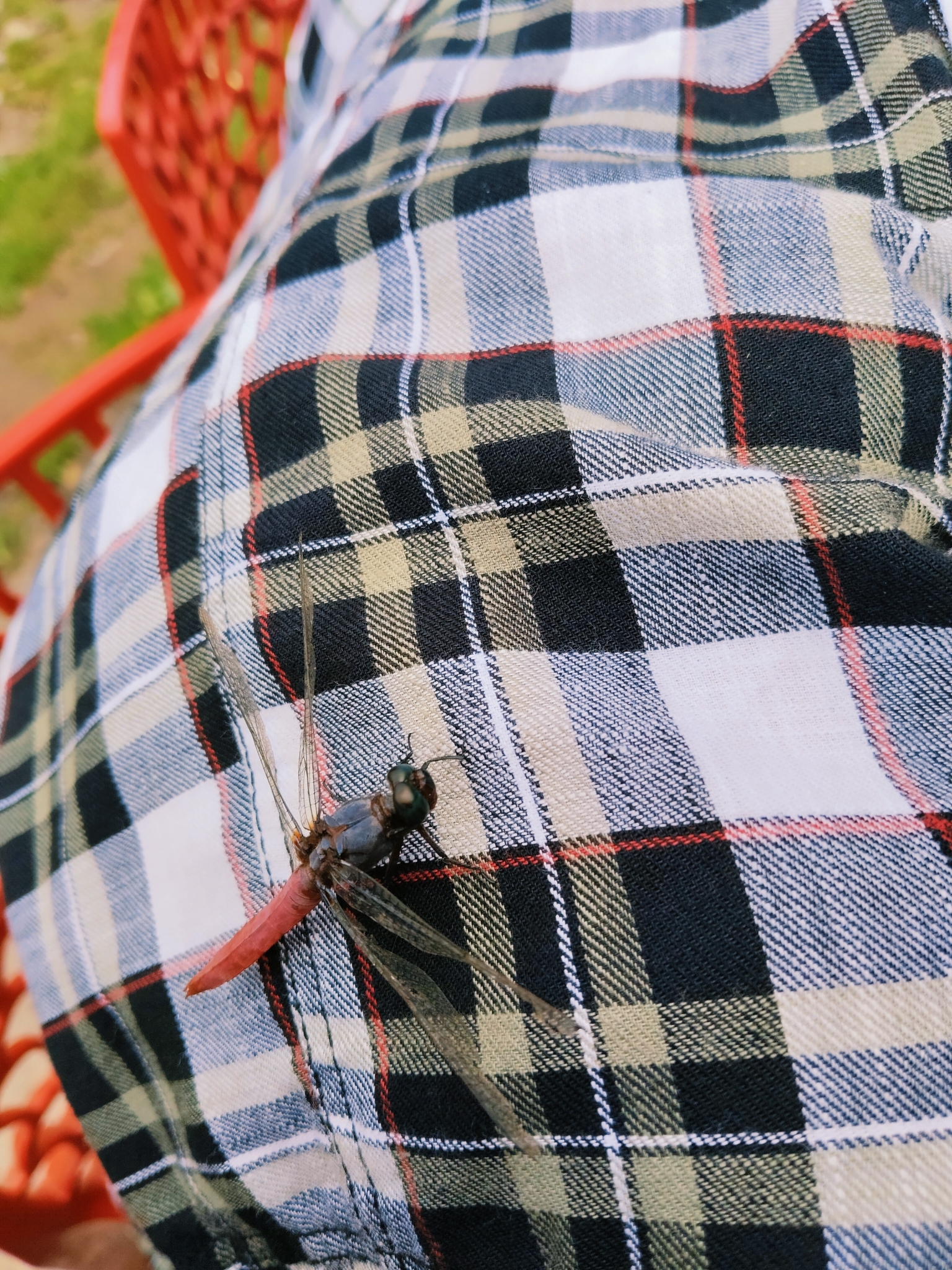 Crimson-Tailed Marsh Hawk