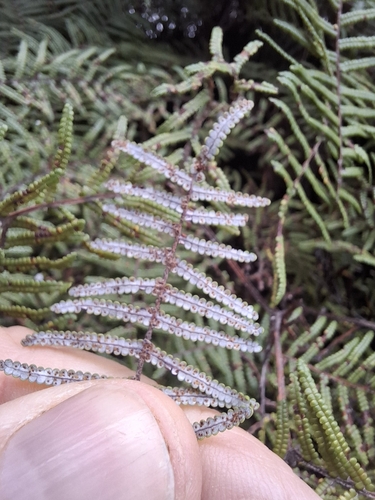 Gleichenia inclusisora (Gleichenia inclusisora)