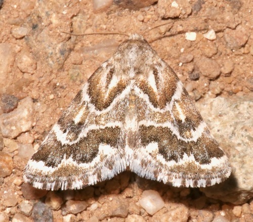 Acute-lined Flower Moth photo 2