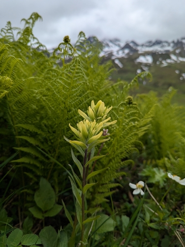 Castilleja unalaschcensis