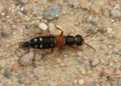 Staphylinus erythropterus