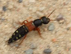 Staphylinus erythropterus