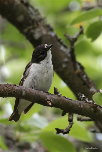 Foto de European Pied Flycatcher