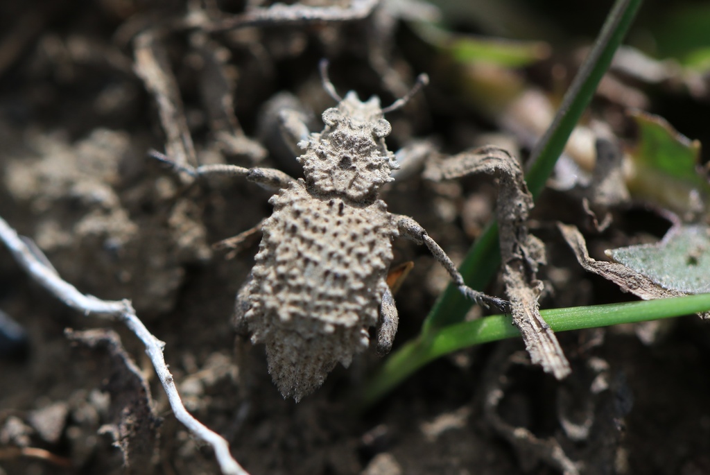 Sysciophthalmus bruchi