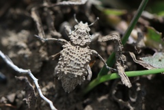 Sysciophthalmus bruchi