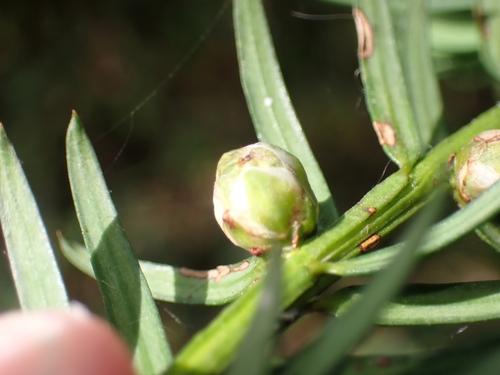Cecidophyopsis psilaspis