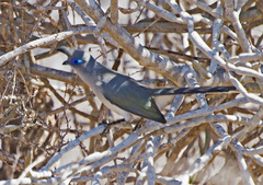 Verreaux's Coua photo 2