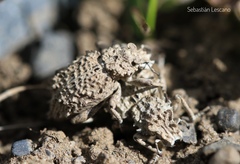 Sysciophthalmus bruchi