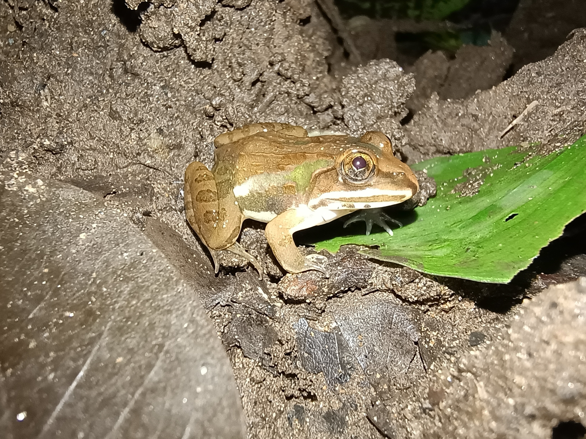 Indian Bull Frog