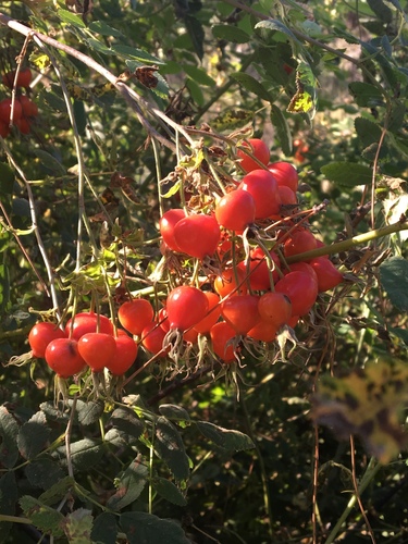 iNaturalist observation photo of California Wild Rose