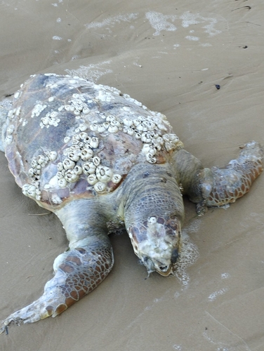 Caretta caretta