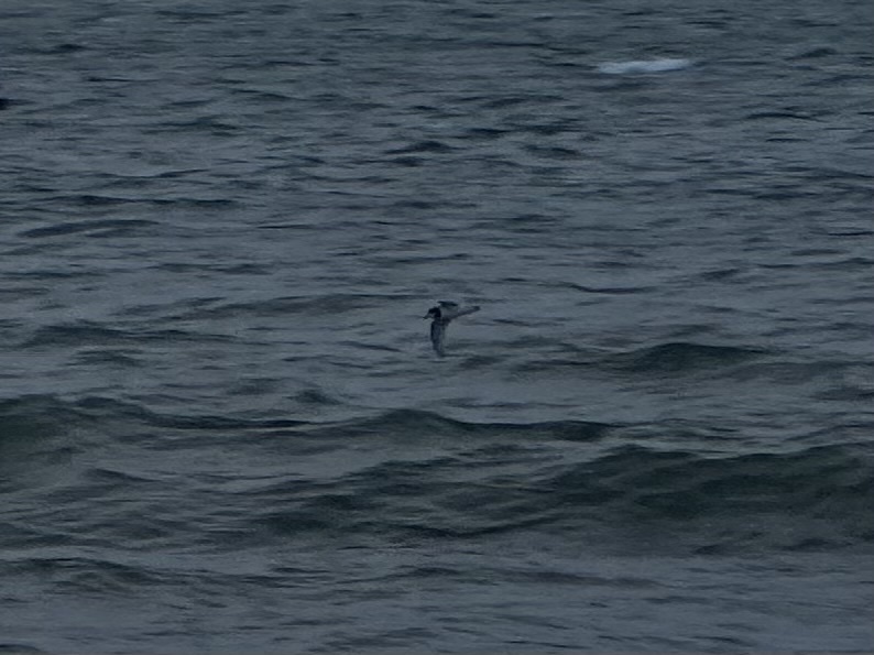 Blue Petrel (Halobaena caerulea)