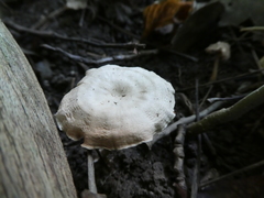 Entoloma albogriseum