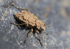 Sysciophthalmus bruchi