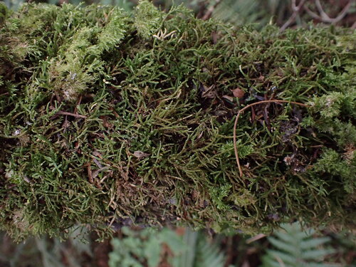 Lembophyllum clandestinum observed 2025-05-16