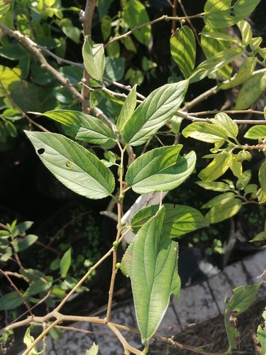 Trema orientalis iNat (3)