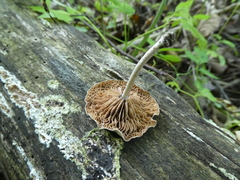 Entoloma albogriseum
