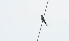 Hemiprocne coronata