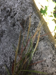 Dichanthium annulatum