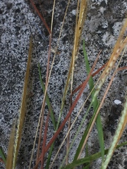 Dichanthium annulatum