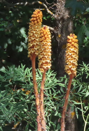 Laserpitium broomrape (Orobanche laserpitii)