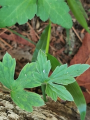 Ranunculus sierrae-orientalis