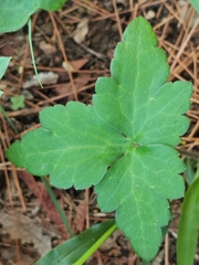 Ranunculus sierrae-orientalis