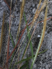 Dichanthium annulatum