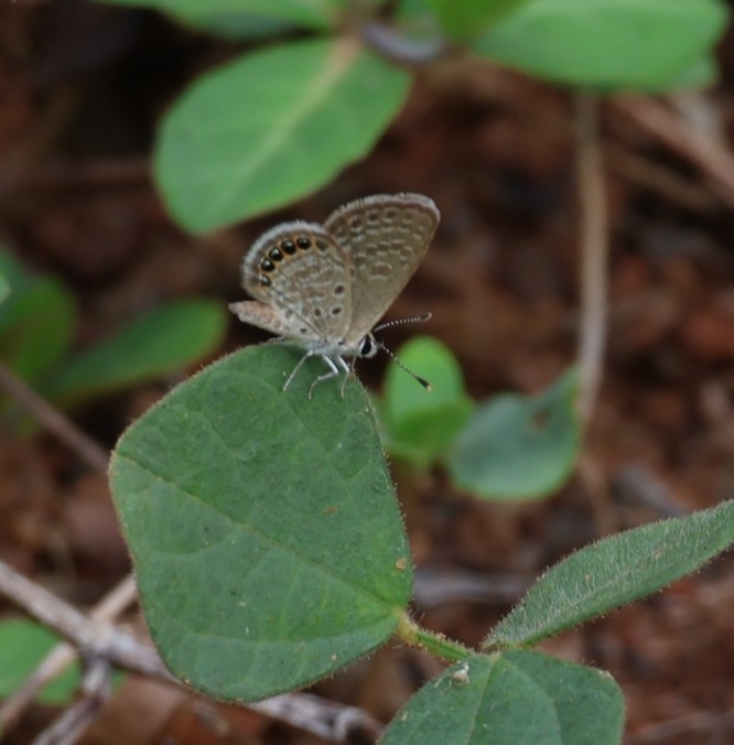Black-Spotted Grass Jewel