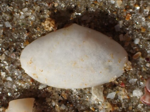 Scalpomactra scalpellum observed 2025-06-22