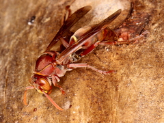 Polistes humilis humilis