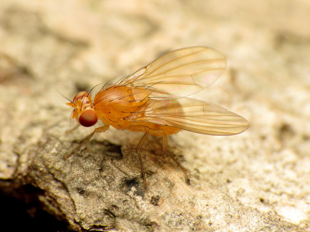 Neogriphoneura sordida