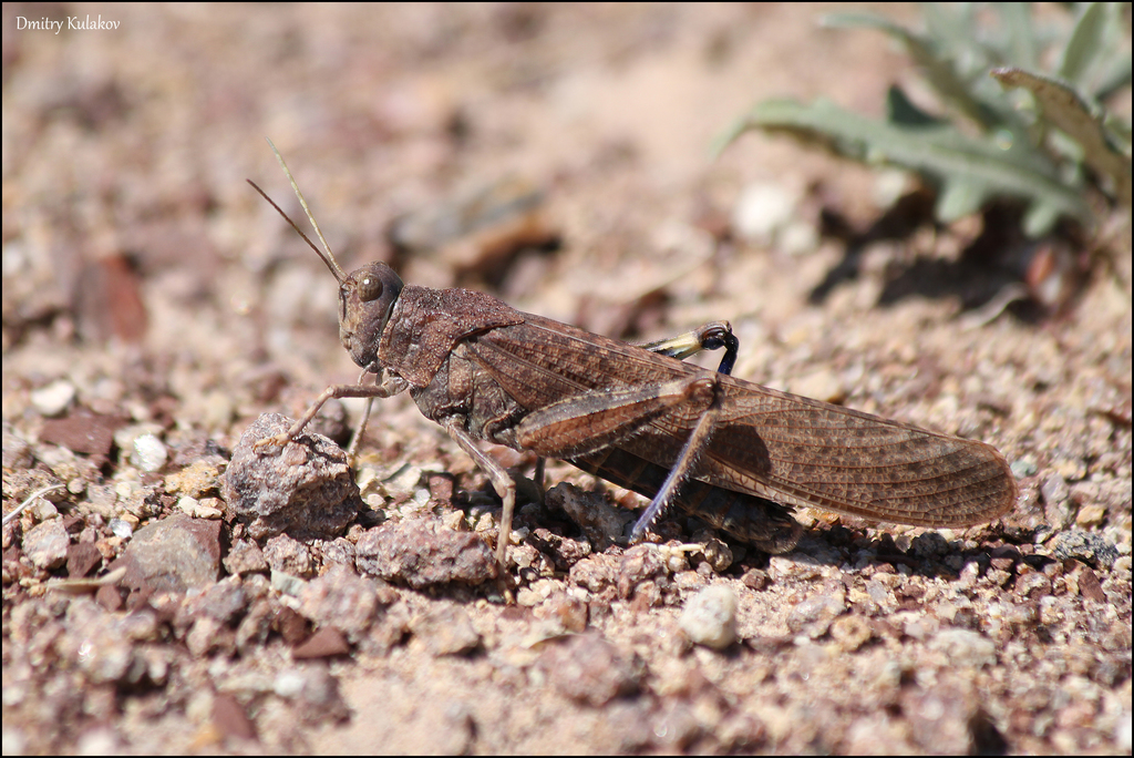 Bryodema