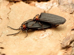 Lopheros fraternus