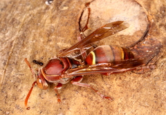 Polistes humilis humilis
