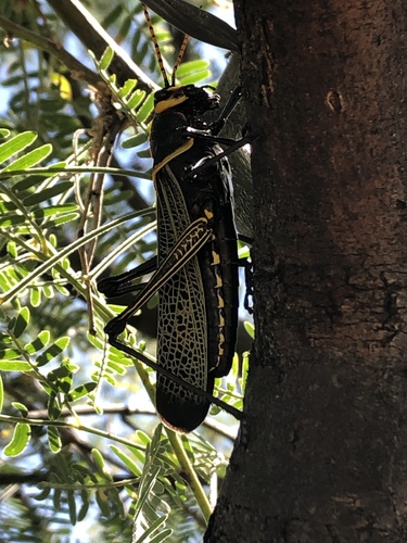 Horse Lubber Grasshopper photo 5