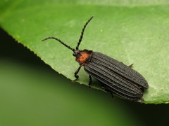 Lopheros fraternus